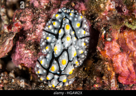 Nacktschnecke (Phyllidia Coelestis), Bali, Indonesien Stockfoto