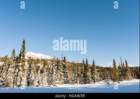 Winterschnee bedeckt Blick auf Mt. Washington vom Paradies Wiesen in Strathcona Provincial Park, Britisch-Kolumbien, Kanada Stockfoto