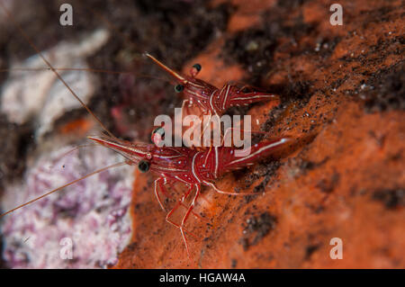 Kamel Garnelen (Rhynchocinetes Durbanensis), Bali, Indonesien Stockfoto