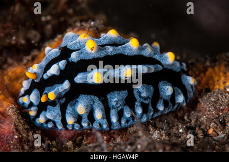 Phyllidia Varicosa, Bali, Indonesien Stockfoto