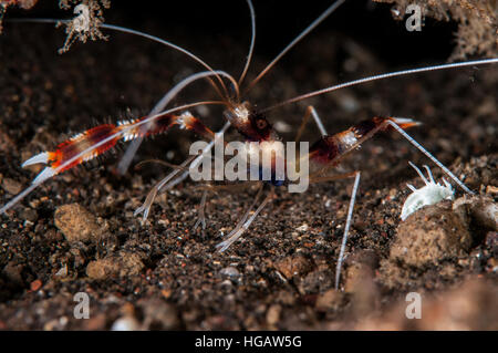 Redbanded Korallen Garnelen (Stenopus Hispidus), Bali, Indonesien Stockfoto