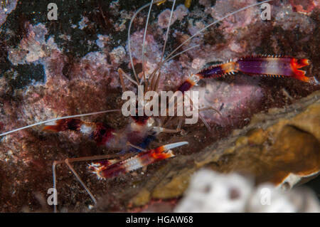 Redbanded Korallen Garnelen (Stenopus Hispidus), Bali, Indonesien Stockfoto