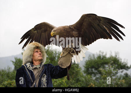 Trainer hält eine White Tailed Eagle mit breiten Flügel an a. Falcon Farm Almaty Kasachstan Stockfoto