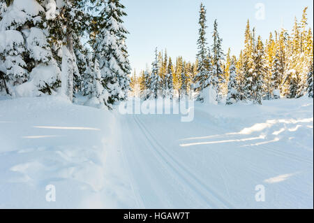 Präparierte leer Langlaufloipe im Schnee bedeckt immergrüner Bergwald an einem sonnigen Tag mit strahlend blauen Himmel Stockfoto