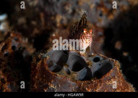 Zwerg Hawkfish(Cirrhitichthys falco), Bali, Indonesien Stockfoto