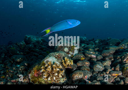 Mond-Lippfisch (Thalassoma Lunare), Bali, Indonesien Stockfoto