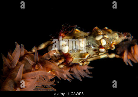 Draht-Korallen Krabbe (Xenocarcinus Tuberculatus), Bali, Indonesien Stockfoto