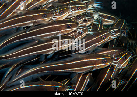 Gestreifte Aal Wels (Plotosus Lineatus), Bali, Indonesien Stockfoto