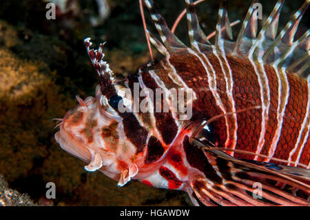 Broadbarred Feuerfisch (Pterois Antennata), Bali, Indonesien Stockfoto