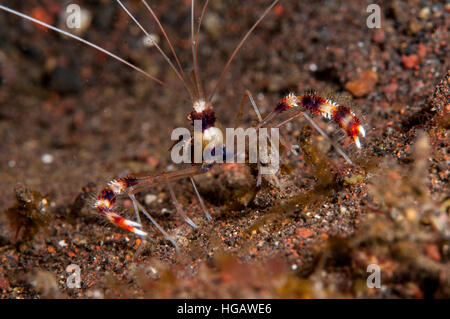 Redbanded Korallen Garnelen (Stenopus Hispidus), Bali, Indonesien Stockfoto