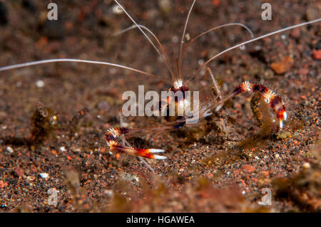 Redbanded Korallen Garnelen (Stenopus Hispidus), Bali, Indonesien Stockfoto