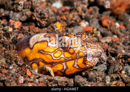 Napoleon-Schlangenaal (Ophichthus Bonaparti), Bali, Indonesien Stockfoto