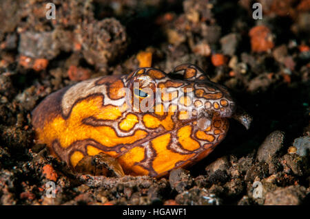 Napoleon-Schlangenaal (Ophichthus Bonaparti), Bali, Indonesien Stockfoto