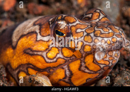 Napoleon-Schlangenaal (Ophichthus Bonaparti), Bali, Indonesien Stockfoto