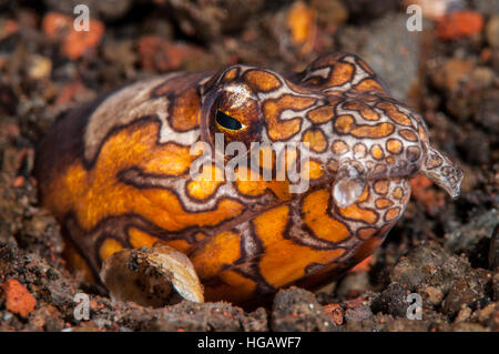 Napoleon-Schlangenaal (Ophichthus Bonaparti), Bali, Indonesien Stockfoto