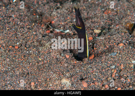 Multifunktionsleiste Moray juvenile (Rhinomuraena Quaesita), Bali, Indonesien Stockfoto