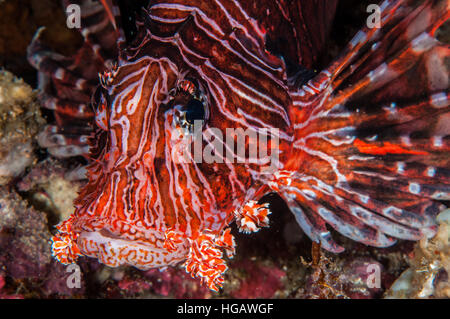 Gemeinsamen Rotfeuerfisch (Pterois Volitans), Bali, Indonesien Stockfoto