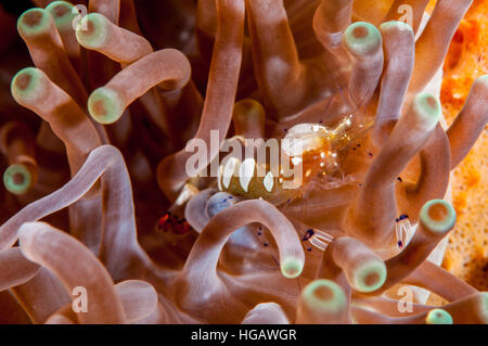 Pfauenschwanz Anemone Garnelen (Periclimenes Brevicarpalis), Bali, Indonesien Stockfoto