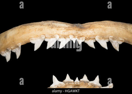 Zähne im getrockneten Kiefer der große Hammerhai Sphyrna Mokarran auf dem Display im Ozeanographischen Museum in Monaco (Musée Océanographique de Monaco), Pri Stockfoto