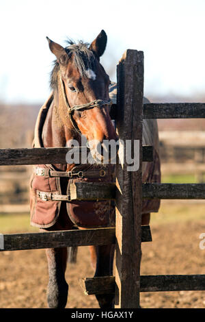 Reinrassige Warmblut Stute Blick über Zaun an einem kalten Wintertag. Sonnigen Wintertag auf einer Pferdefarm Pferde tragen decken Stockfoto