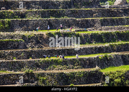 Erhöhten Blick auf terrassierten Gemüsefarmen in den Grand Cordillera Bergen im nördlichen Insel Luzon, Philippinen. Stockfoto