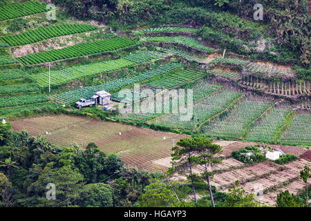 Erhöhten Blick auf terrassierten Gemüsefarmen in den Grand Cordillera Bergen im nördlichen Insel Luzon, Philippinen. Stockfoto