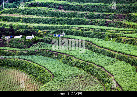 Erhöhten Blick auf terrassierten Gemüsefarmen in den Grand Cordillera Bergen im nördlichen Insel Luzon, Philippinen. Stockfoto