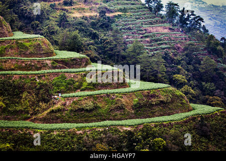 Erhöhten Blick auf terrassierten Gemüsefarmen in den Grand Cordillera Bergen im nördlichen Insel Luzon, Philippinen. Stockfoto