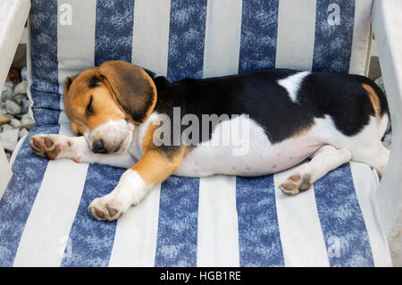 Beagle Welpen ruhen im Gartenstuhl Stockfoto