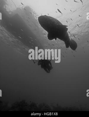 Ein Taucher mit einem Goliath Grouper in den Florida Keys. Stockfoto