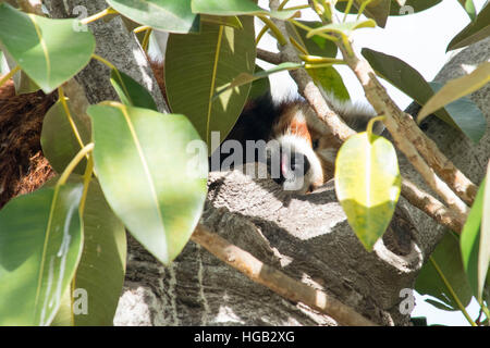 Roter Panda mit seiner Zunge heraus Stockfoto