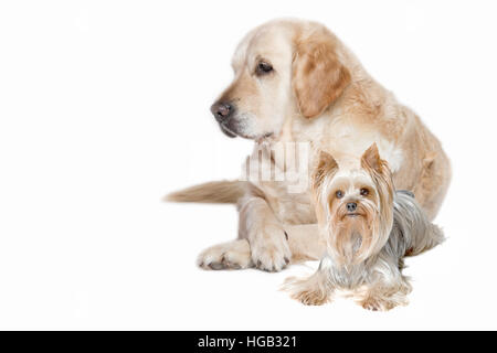 Golden Retriever und Yorkshire Terrier Hund liegen isoliert auf dem weißen Hintergrund. Stockfoto