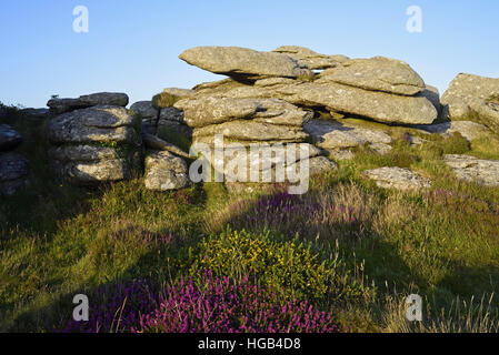 Granit-ren auf Moor über Zennor, Penwith Cornwall Südwesten Großbritannien UK Stockfoto