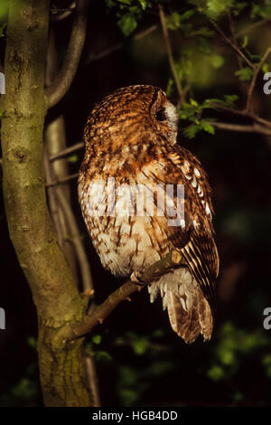 Waldkauz,(Strix aluco), rufous Typ thront auf Zweig mit Kopf nach hinten um 180 Grad gedreht Regents Park, London, Vereinigtes Königreich Stockfoto