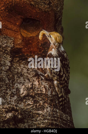 weibliche gelb gekrönt oder Mahratta Specht (Dendrocopus Mahrattensis), mit Insekten essen, Keoladeo Ghana Nationalpark, Indien Stockfoto