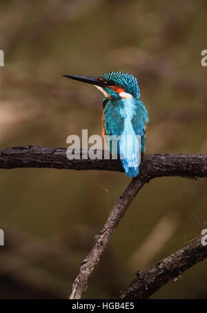 Gemeinsamen Eisvogel oder eurasische Eisvogel (Alcedo Atthis), thront auf Zweig, Hertforshire, England, Vereinigtes Königreich Stockfoto