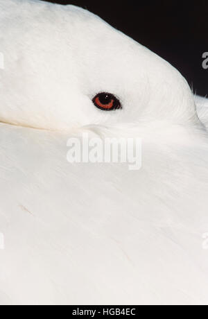 Coscoroba Schwan,(Coscoroba coscoroba), schlafen mit dem Kopf auf den Rücken und ein Auge öffnen, WWT London Wetland Centre, Großbritannien Stockfoto