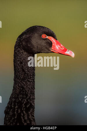 Black Swan,(Cygnus atratus), New South Wales, Australien Stockfoto