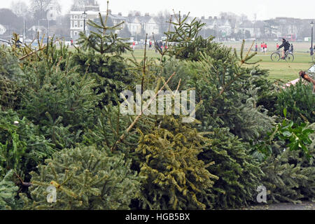 Alte Weihnachtsbäume liegen an einer Recycling-Stelle für Weihnachtsbäume in Blackheath, London, ausrangiert. Stockfoto