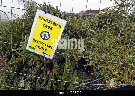 Alte Weihnachtsbäume liegen an einen Weihnachtsbaum recycling Punkt in Blackheath, London verworfen. Stockfoto