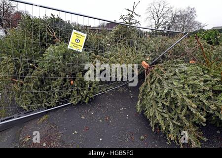 Alte Weihnachtsbäume liegen an einen Weihnachtsbaum recycling Punkt in Blackheath, London verworfen. Stockfoto