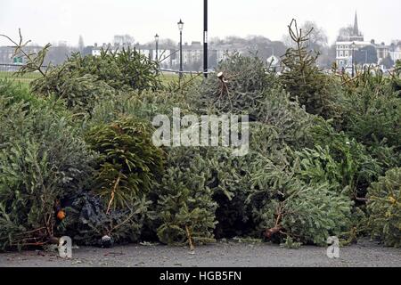 Alte Weihnachtsbäume liegen an einer Recycling-Stelle für Weihnachtsbäume in Blackheath, London, ausrangiert. Stockfoto