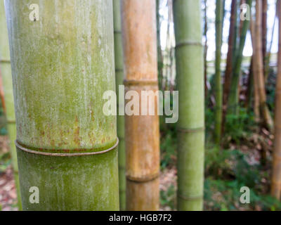 Stamm von einem großen grünen Bambus. Detail aus einem Bambusrohr und ein Segment brechen tief in einem Wald von Bambus, einige braun, grün. Jardim Jose Canto, Stockfoto