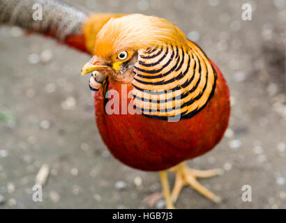 Goldfasan in einem Zoo. Eine männliche Goldfasan zeigt seine helle orange Kopf Gefieder oder Kamm. Stockfoto