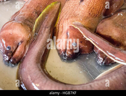 Aal auf dem Markt. Eine Anzeige der blauen Augen Aale zum Verkauf an einen Fisch mongers Stand auf dem Markt von Ponta Delgada. Stockfoto