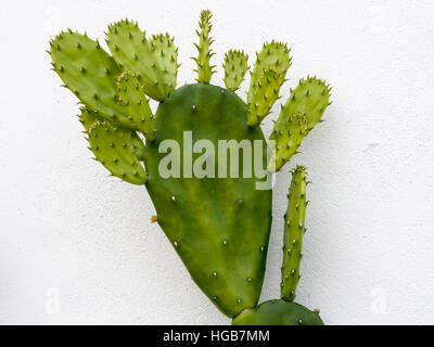 Sprießende Prickly Pear Cactus. Ein Prickly Pear Cactus gegen eine weiße Wand spritzenden neue stachelige Zweige von den Hauptast. Stockfoto