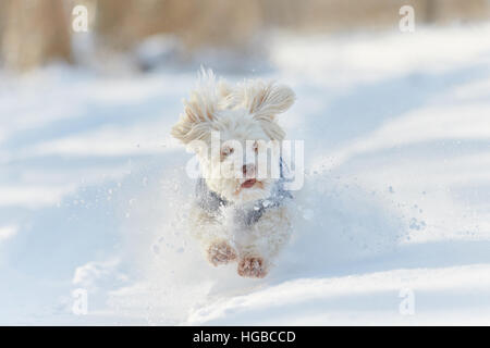 Weiße Havaneser Hund im Schnee laufen und spielen im winter Stockfoto