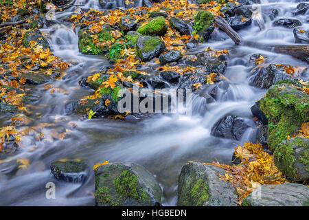 USA, Oregon, Columbia River Gorge National Scenic Area, Hunger Creek im Herbst mit gefallenen Ahorn Blätter, Moos und Felsen. Stockfoto