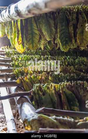 Tabakblätter trocknen in Scheune, Vinales, Kuba Stockfoto
