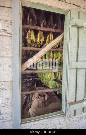 Tabakblätter trocknen in Scheune, Vinales, Kuba Stockfoto